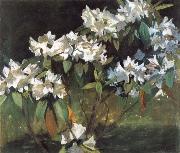 White Rhododendrons William Stott of Oldham